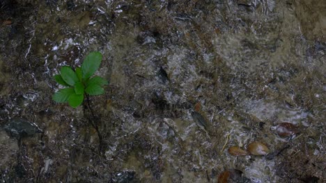 Bewegungen-Des-Wasserstroms-Fließen-Nach-Unten-Und-Grüne-Blätter