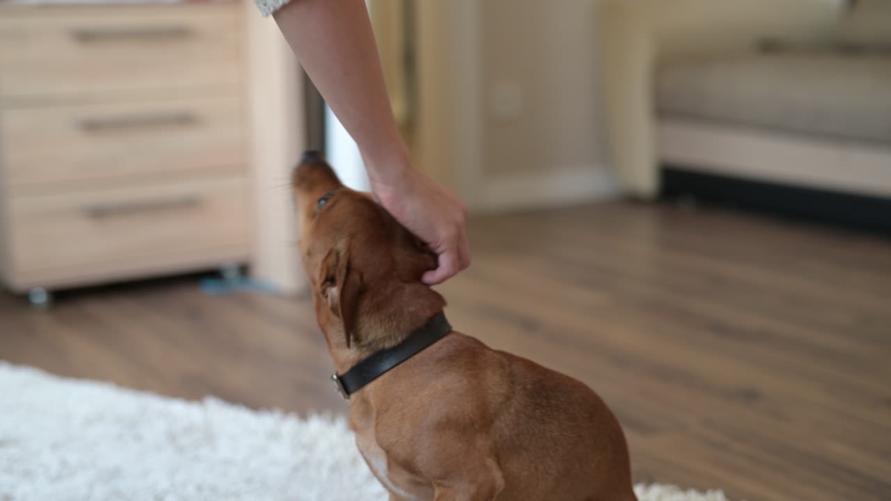 Person caresses his dog sitting on the floor and then they leave the living room