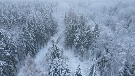 dense snow covered coniferous forest near deby village, poland