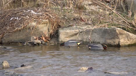 drake mallard ducks at the calm pond dive looking for food to eat
