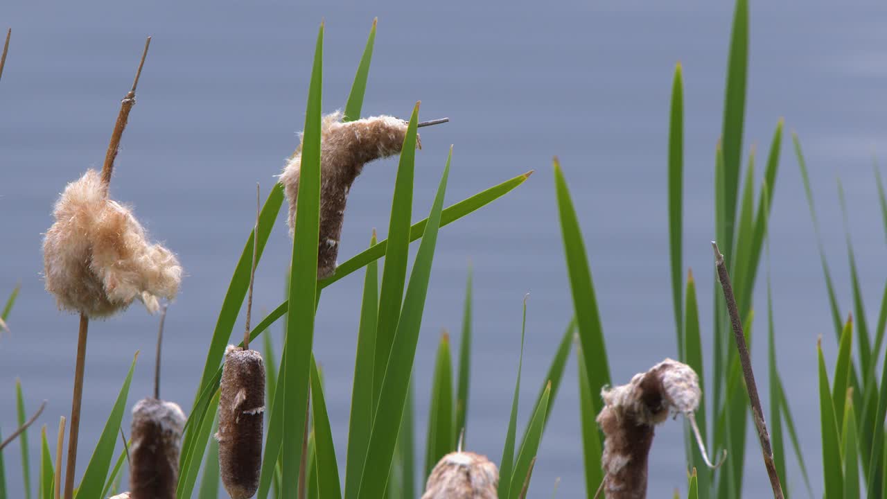 los bulrushes de la cola del estanque de primavera se ensanchan y estallan, enviando semillas hacia arriba