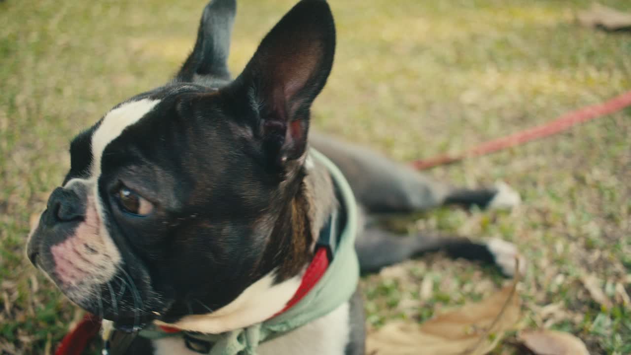 Boston Terrier in a Park