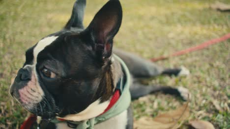 boston terrier in a park