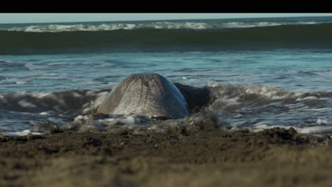 tired turtle waits for waves to hit and then swims away