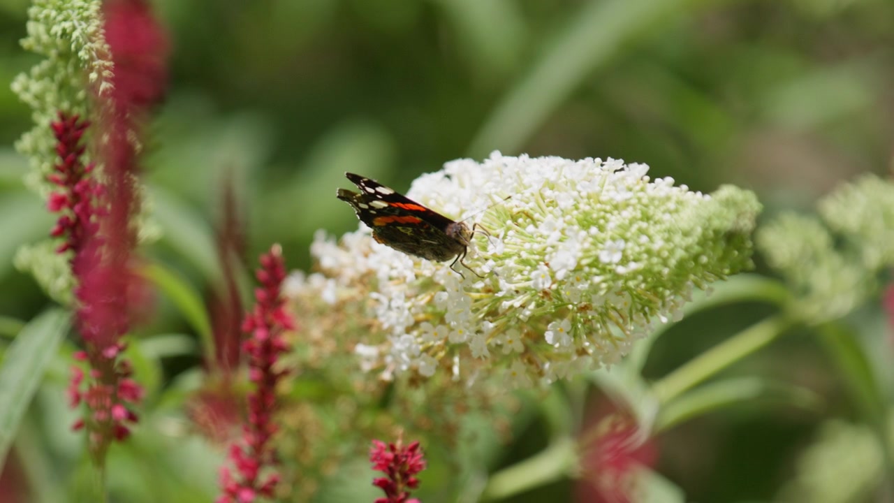 Red admiral butterfly get nectar from white flower cluster of Buddleja