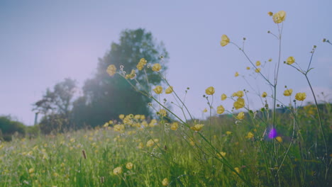 Wild-British-green-grass-meadow-blowing-in-the-wind