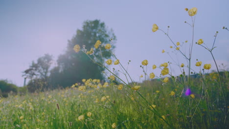 wild british green grass meadow blowing in the wind