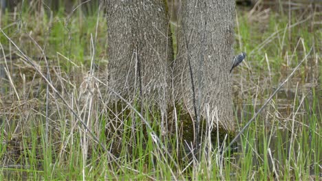 a gray migratory striking yellow rumped warbler bird climbing up on a tree and fly off