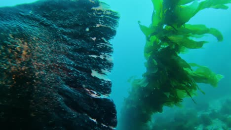 Lubina-Negra-Extremadamente-Gigante-Que-Pasa-Por-La-Cámara-En-El-Bosque-De-Algas-Gigantes