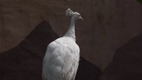 portrait of a leucistic white peacock in its natural habitat, colour mutations of indian peafowl spotted at bird sanctuary