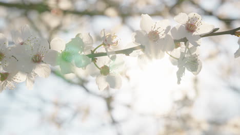 spring blossoms in sunlight