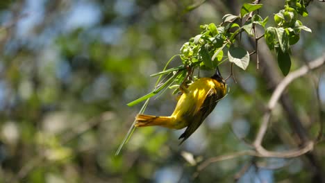 male masked weaver bird weaves a new nest with beak between branches on a tree