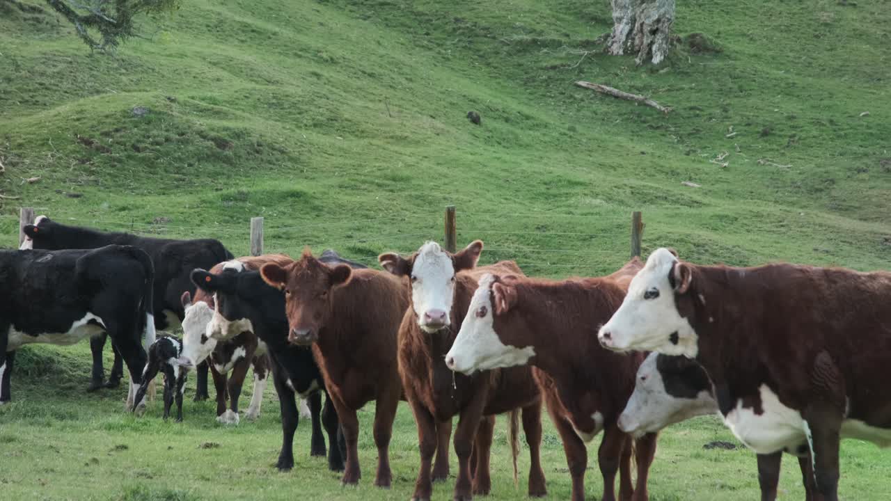 Cattle investigating a recently born calf.