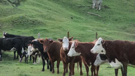 cattle investigating a recently born calf.