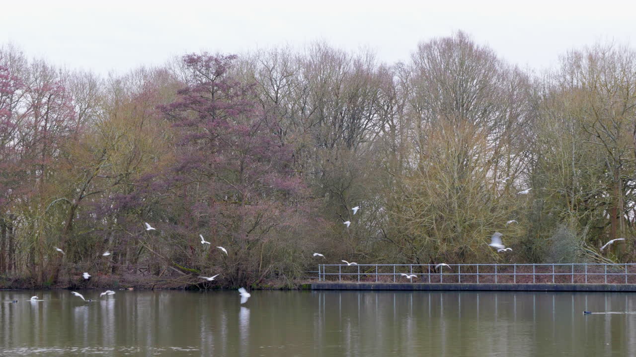 호수 위 를 날아다니는 새 들 의 손잡이