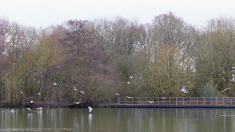 Hand-held-shot-of-birds-flying-over-the-lake