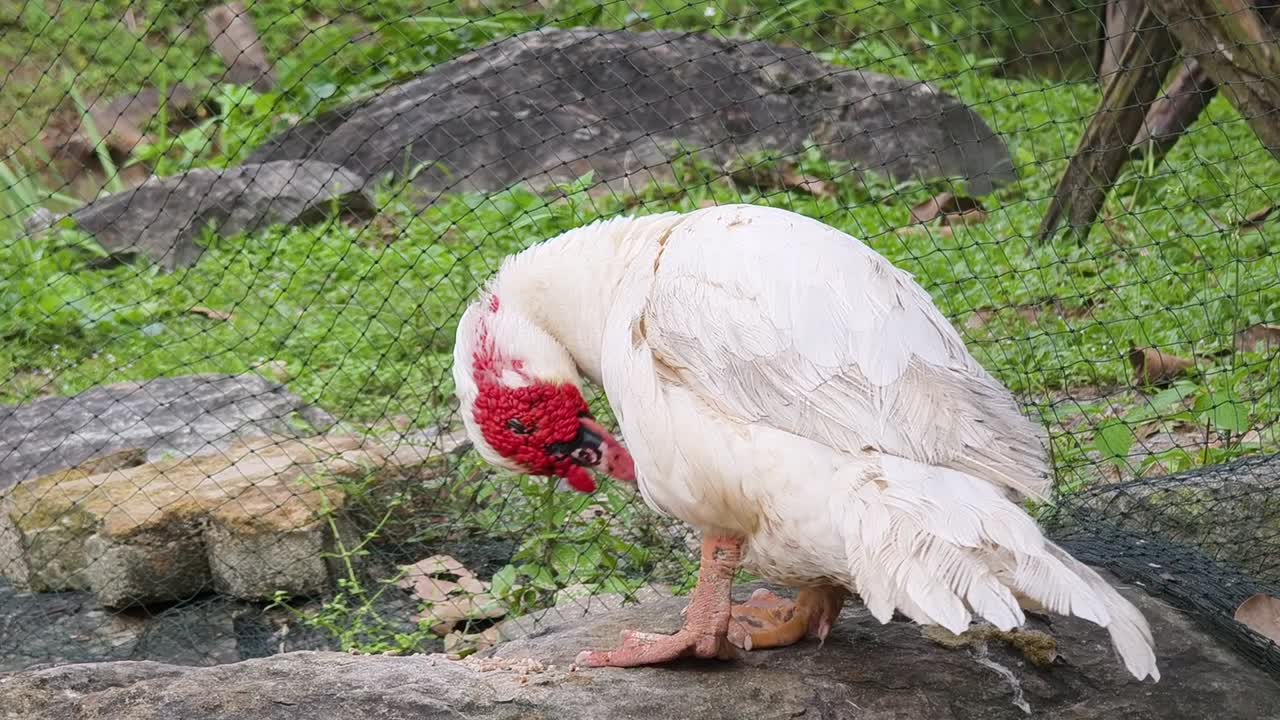 빨간 머리가 있는  오리