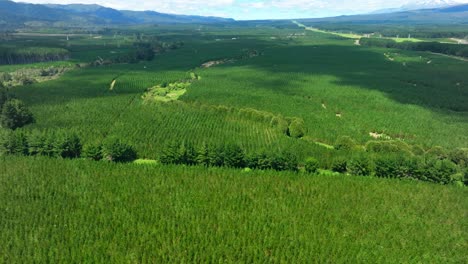 aerial timelapse of thousands of pine trees planted to become a natural park