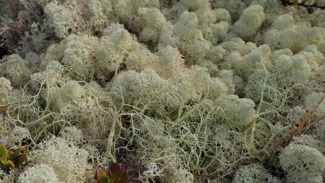 la tundra ártica, la hermosa naturaleza, el paisaje natural de noruega.