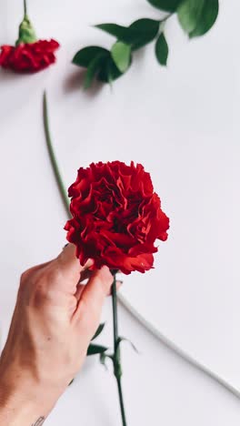 red carnation in hand on white background