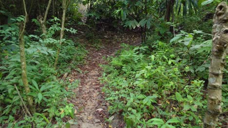 camino vacío a través del bosque en santa marta, colombia