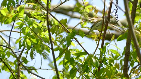 pájaro vireo de ojos rojos posado en una rama comiendo bayas del árbol en condiciones de viento