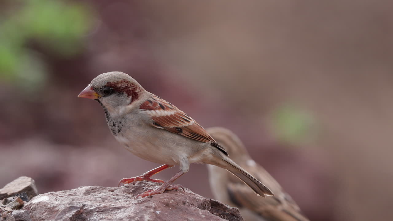 gorrión macho comiendo en una roca, la hembra viene por detrás