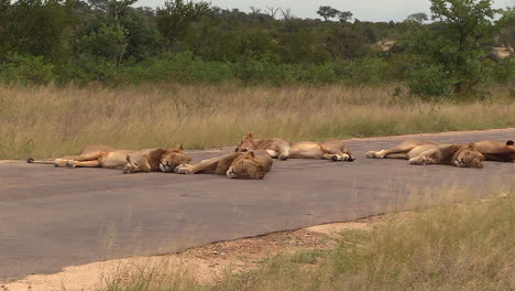 coalition of adult male lions sleeping on tar road, slow zoom out