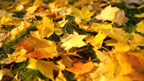 Fallende-Herbstblätter