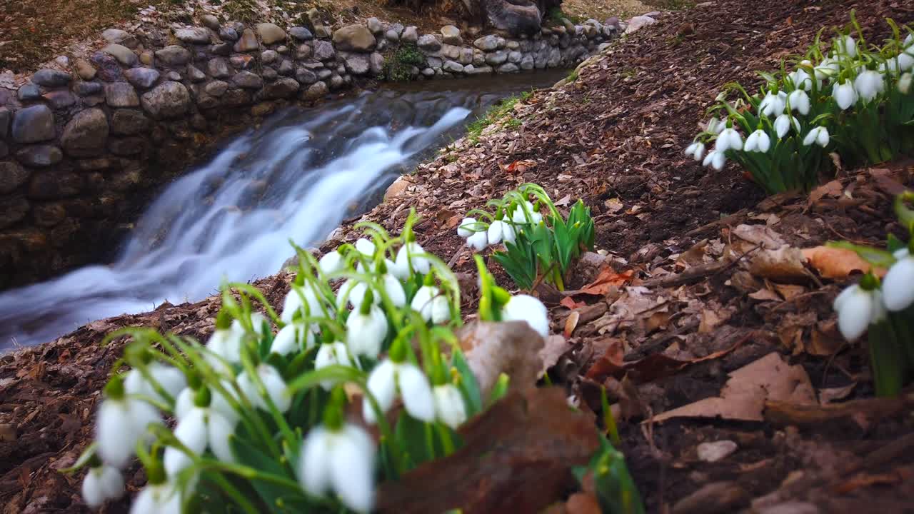 Un time-lapse di alcuni bucaneve accanto a un ruscello con movimento