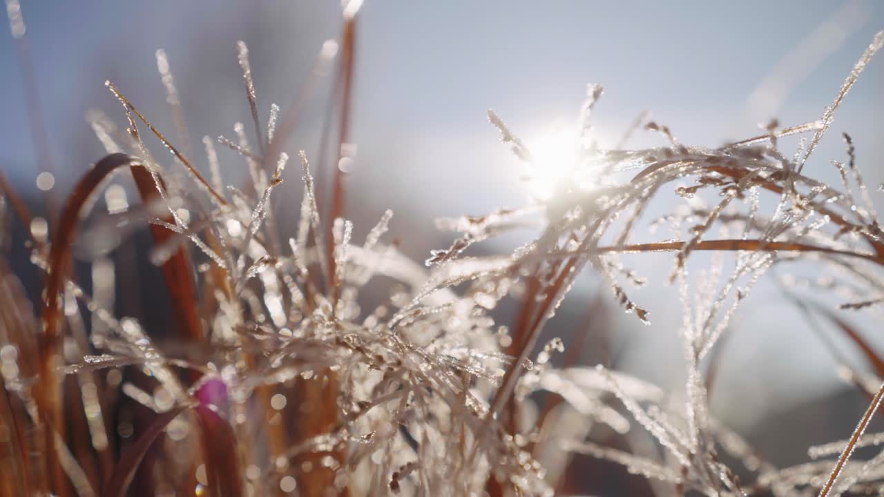 Close up of Frozen Grass