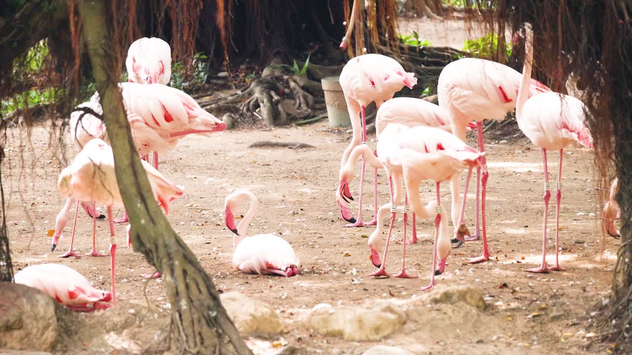 자연 환경 에 모인 플라밍고 들