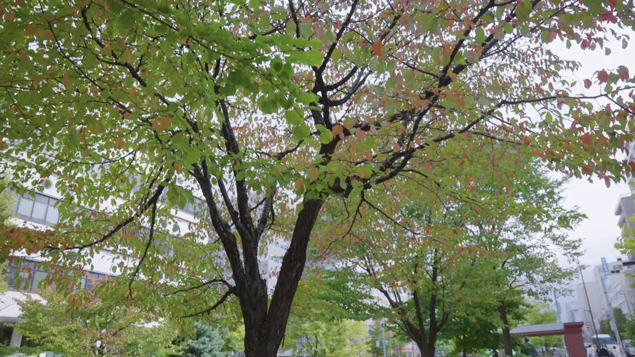 札幌の秋、紅葉した木々と街路のエスタブリッシングショット