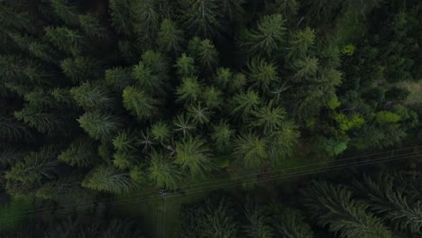 green forest in austria cineamtic droneshot treetop