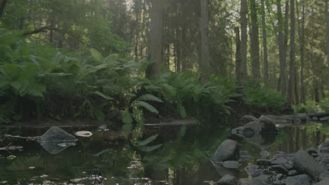 Grüner-Wald:-Ein-Fluss,-Der-Im-Morgensonnenlicht-Durch-Einen-Leuchtend-Grünen-Wald-Fließt