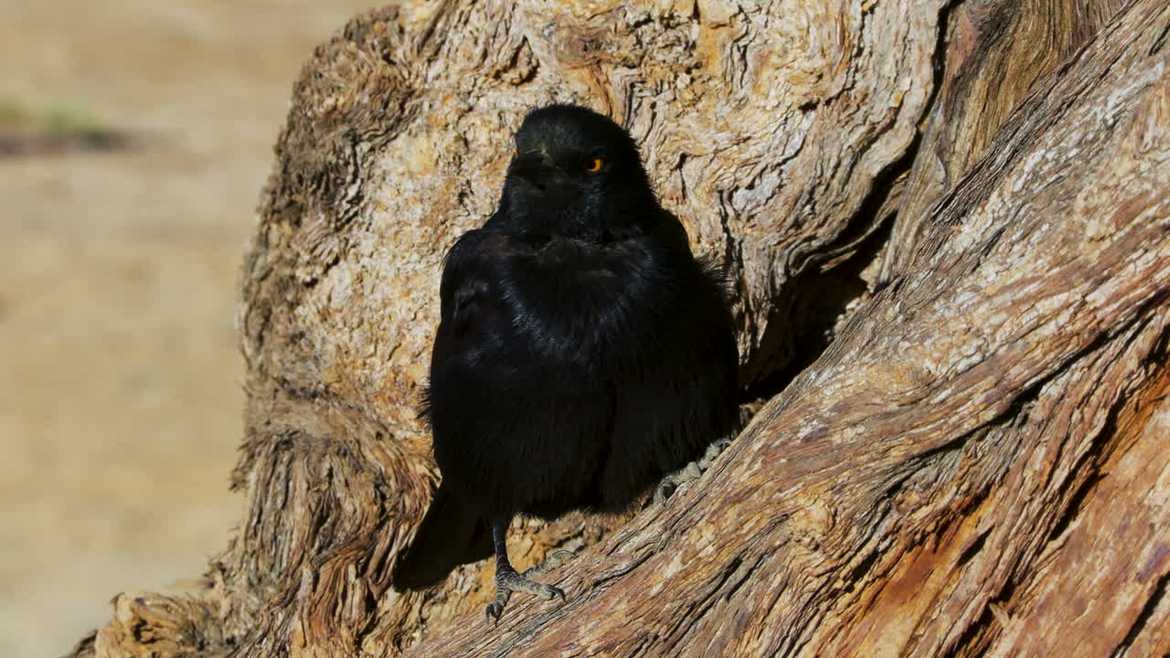 A Pale-winged Starling perches on the bark of a gnarled camelthorn tree in Namibia. The bird is fluffed up and observes its surroundings with its yellow eyes.