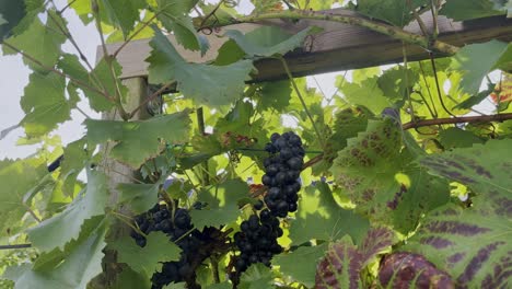 uvas rojas en un arbusto al sol en alemania