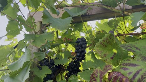 red grapes in a bush in the sun in germany