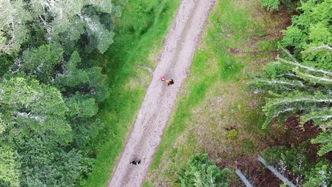 Aerial-couple-with-black-dog-hiking-on-a-forest-path-with-green-fir-trees