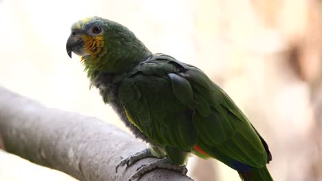 close up shot of cute green parrot perched on wooden branch in nature during sunlight