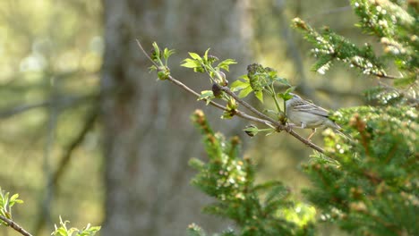 Beautiful-small-bright-bird-perched-on-a-small-wooden-branch-looking-for-food-with-a-fantastic-green-forest-background-bokeh