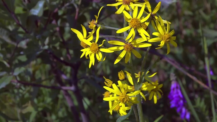 Bright Yellow Flowers Of Tansy Ragwort In The Forest In Denali, Alaska. - closeup shot