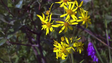 bright yellow flowers of tansy ragwort in the forest in denali, alaska. - closeup shot