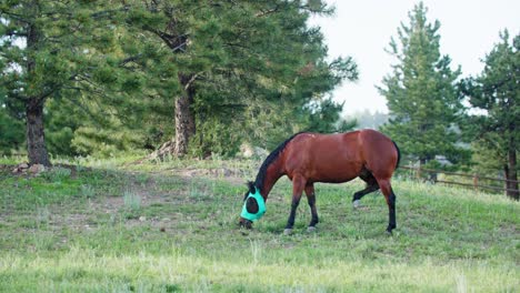 an american quarter horse feeds in a field near boulder, colorado, usa