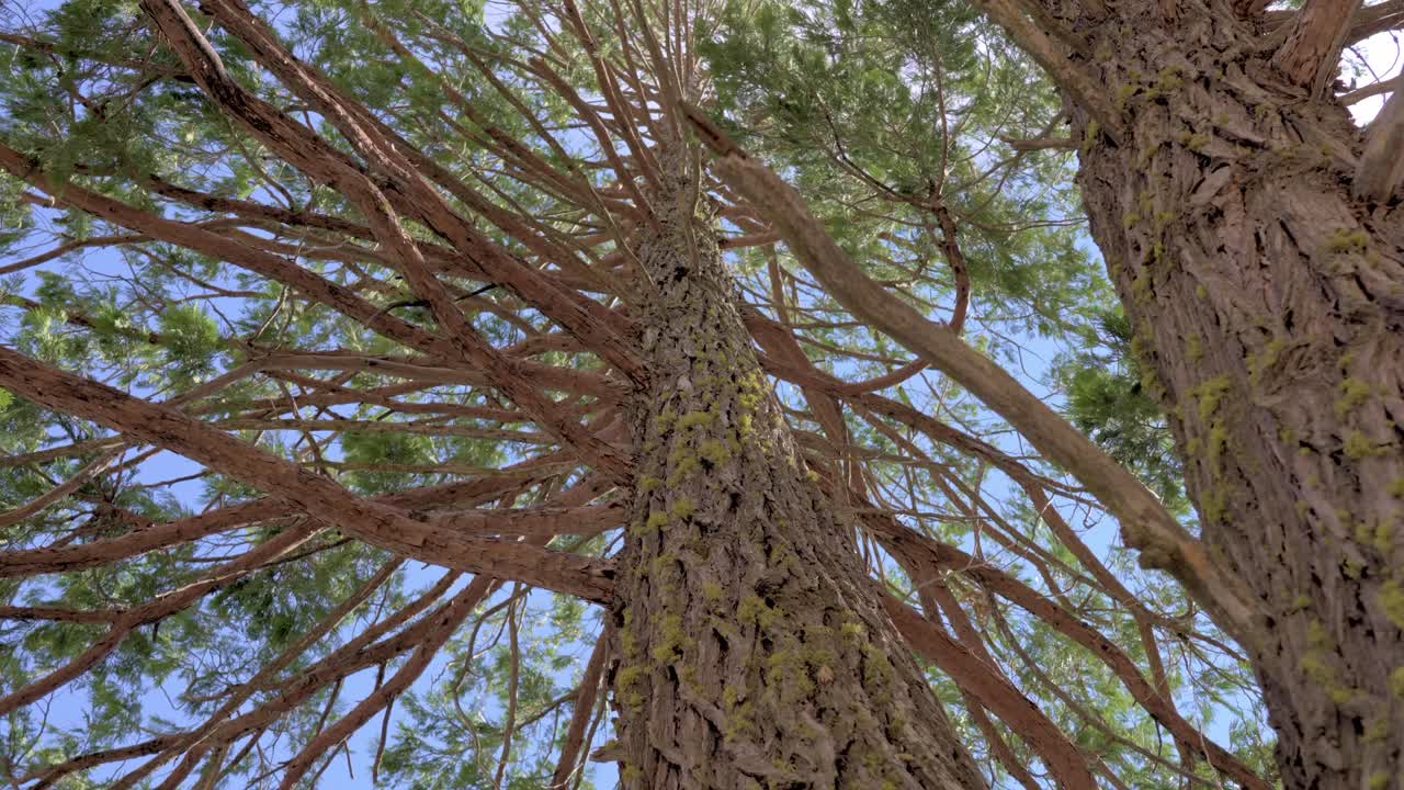 Closeup view of pine tree needles and branches, highlighting the texture and details of the foliage in a natural forest setting