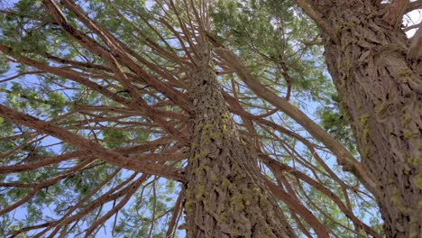closeup view of pine tree needles and branches, highlighting the texture and details of the foliage in a natural forest setting