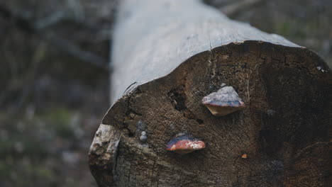 slow close-up pan of fungus growing on foot of chopped down tree