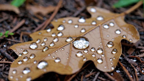 close-up of a fallen oak leaf covered in water droplets