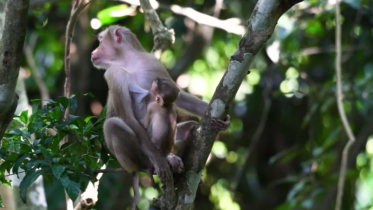 el macaco de cola de cerdo del norte es un primate que se encuentra comúnmente en el parque nacional de khao yai, aunque es una especie vulnerable