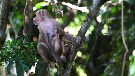 El-Macaco-De-Cola-De-Cerdo-Del-Norte-Es-Un-Primate-Que-Se-Encuentra-Comúnmente-En-El-Parque-Nacional-De-Khao-Yai,-Aunque-Es-Una-Especie-Vulnerable